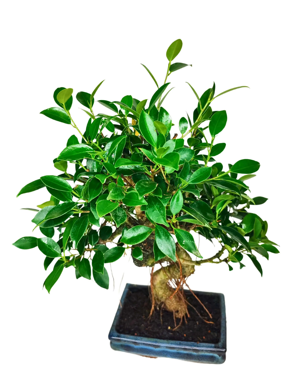 Bonsai Ficus Retusa S-Shape 40 cm - vista laterale con chioma verde e tronco sinuoso