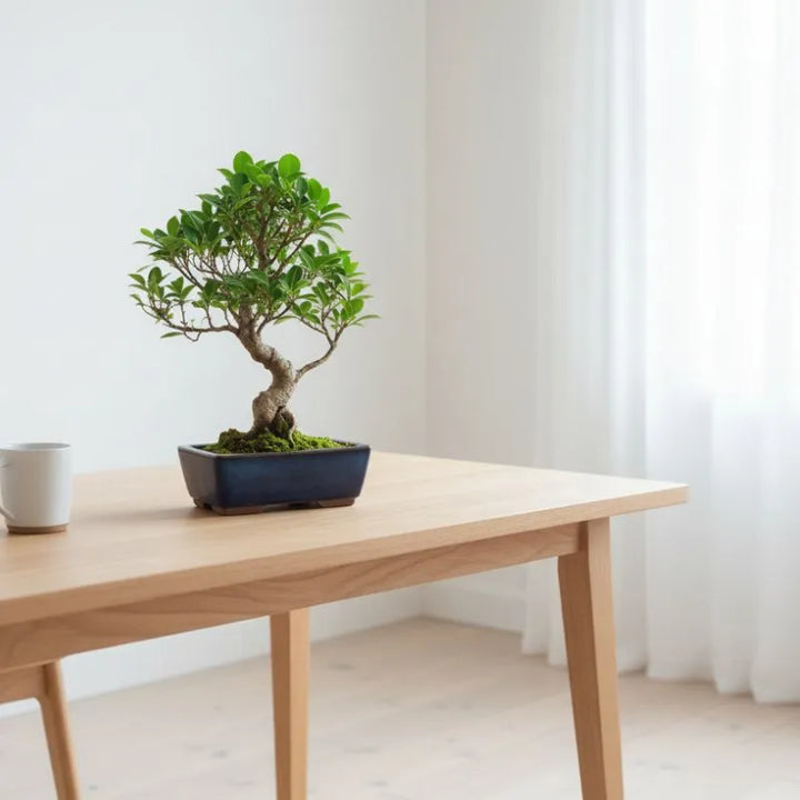 Bonsai ficus retusa banyan cinese con tronco massiccio in vaso blu su tavolo in legno in ambiente luminoso minimal.