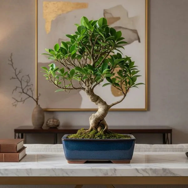 Bonsai ficus retusa banyan cinese con radici visibili e foglie verdi lucide in vaso blu su tavolo in soggiorno elegante.