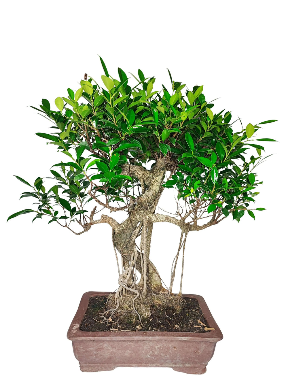 Chioma rigogliosa del Bonsai Ficus Retusa in vaso di ceramica 40x30 cm, pianta da interno decorativa