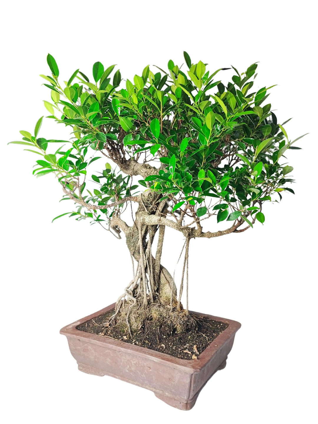 Bonsai Ficus Retusa con foglie lucide e radici scultoree, vaso rettangolare in ceramica 40x30 cm