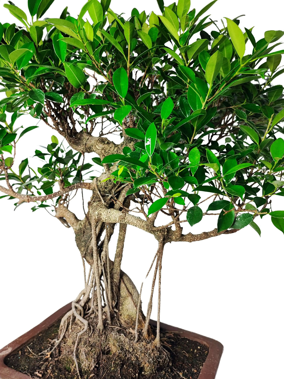 Dettaglio radici aeree del Bonsai Ficus Retusa 72 cm, vaso in ceramica per interni eleganti