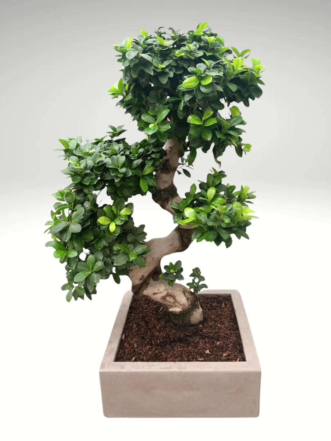 Bonsai Ficus S-Shape 110 cm con vaso Minos tortora, pianta da interno artistica