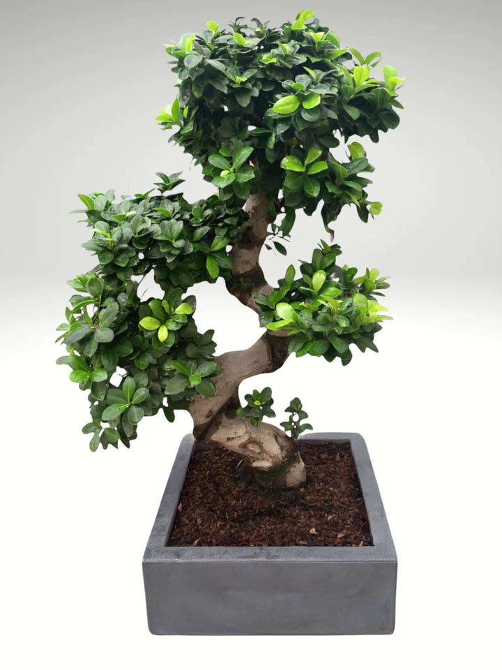 Bonsai Ficus S-Shape 110 cm con vaso Minos tortora, dettaglio chioma e tronco