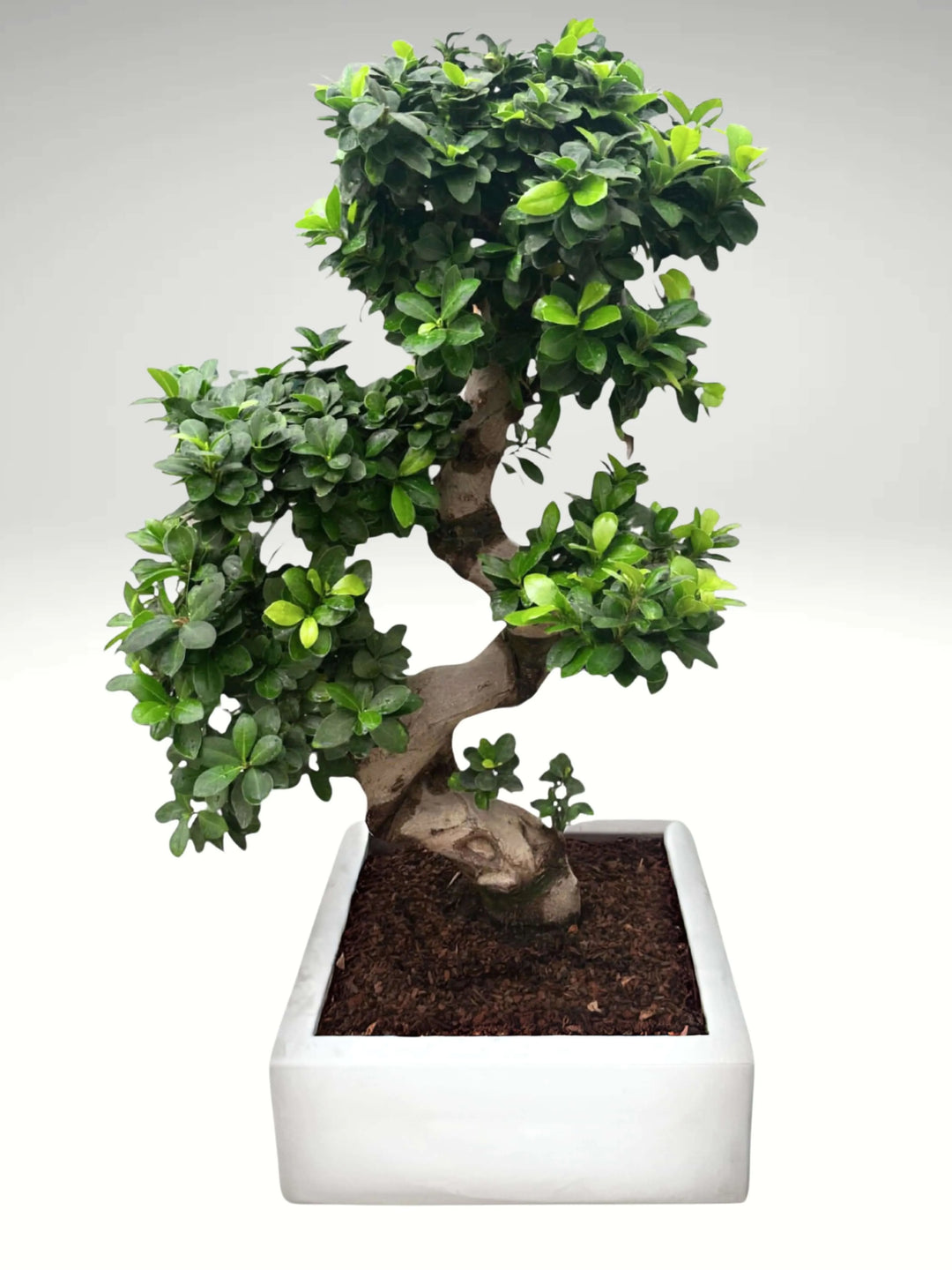 Bonsai Ficus S-Shape 110 cm con vaso Minos bianco, pianta per interni eleganti