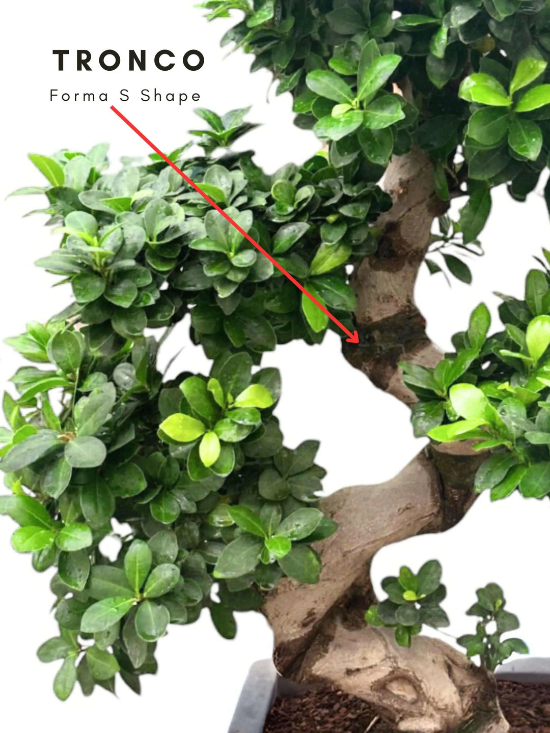 Dettaglio del tronco scultoreo a S del Bonsai Ficus S-Shape, design naturale