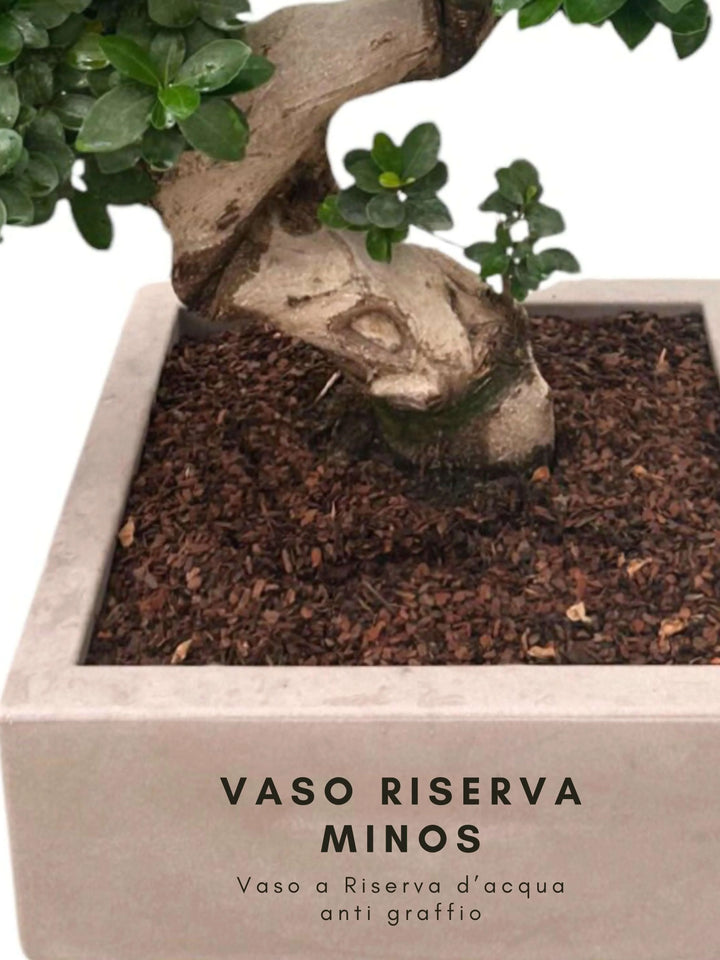 Vaso Minos con riserva d'acqua per Bonsai Ficus S-Shape, facile manutenzione