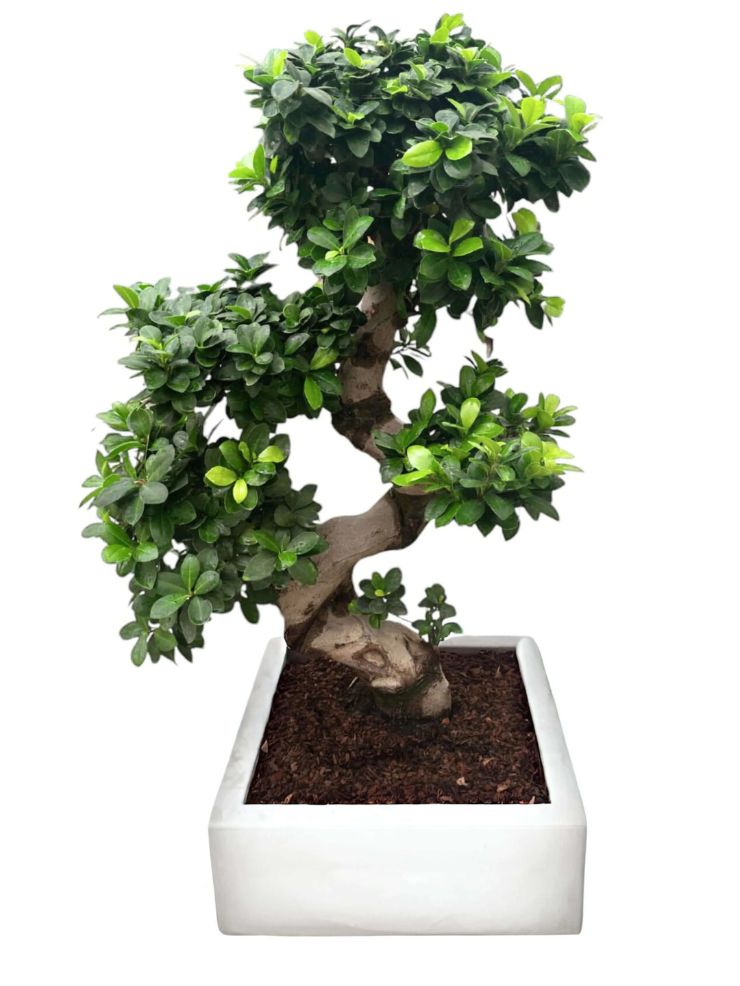 Bonsai Ficus S-Shape 110 cm con vaso Minos bianco, pianta decorativa da interno