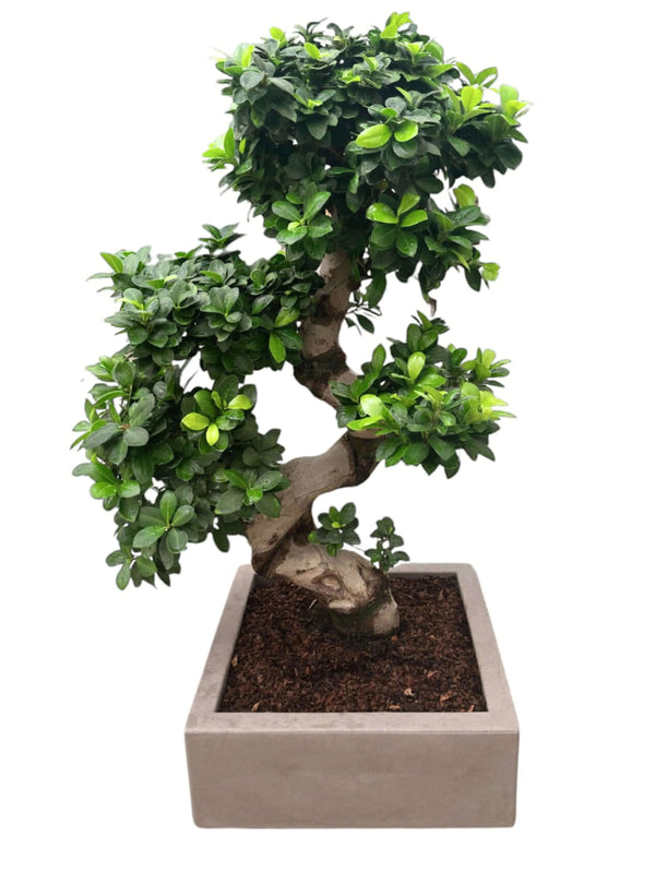 Pot en forme de S pour bonsaï ficus avec réserve d'eau