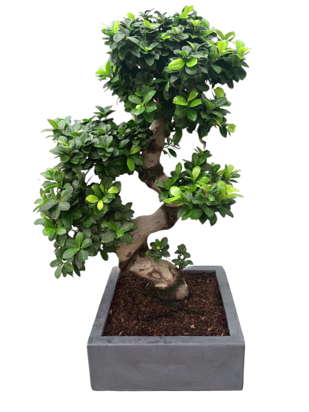 Bonsai Ficus S-Shape 110 cm con vaso Minos antracite, pianta ornamentale moderna