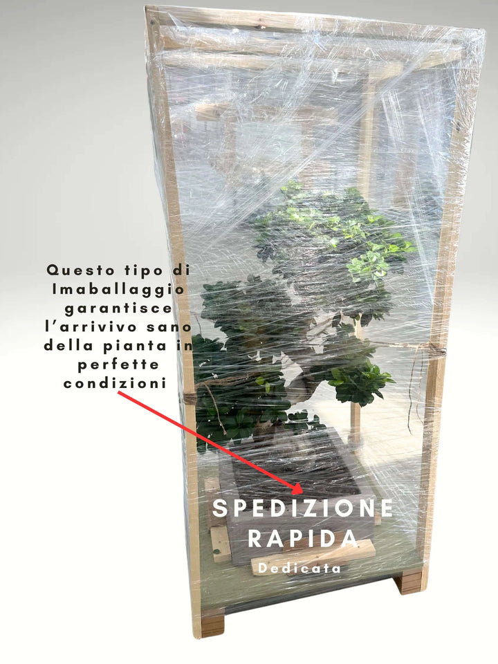 Bonsai Ficus S-Shape in vaso a riserva d'acqua, vista laterale