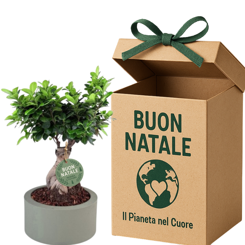 Rastrello Per Bonsai A 3 Punte In Acciaio Inossidabile - Lunghezza 24 Cm, Manico Ergonomico - Attrezzo Per Allentare Terreno, Aerare E Pulire Radici