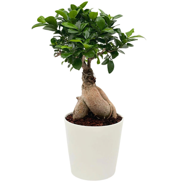 Bonsaï Ficus Ginseng dans un pot en céramique blanche, hauteur 44 cm