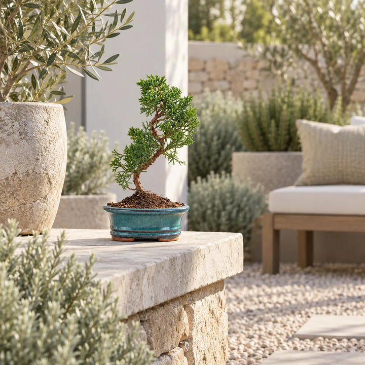 Bonsai Juniperus Chinensis Kyushu di 7 anni con chioma verde e tronco sinuoso, in vaso di ceramica verde ambientato all'esterno