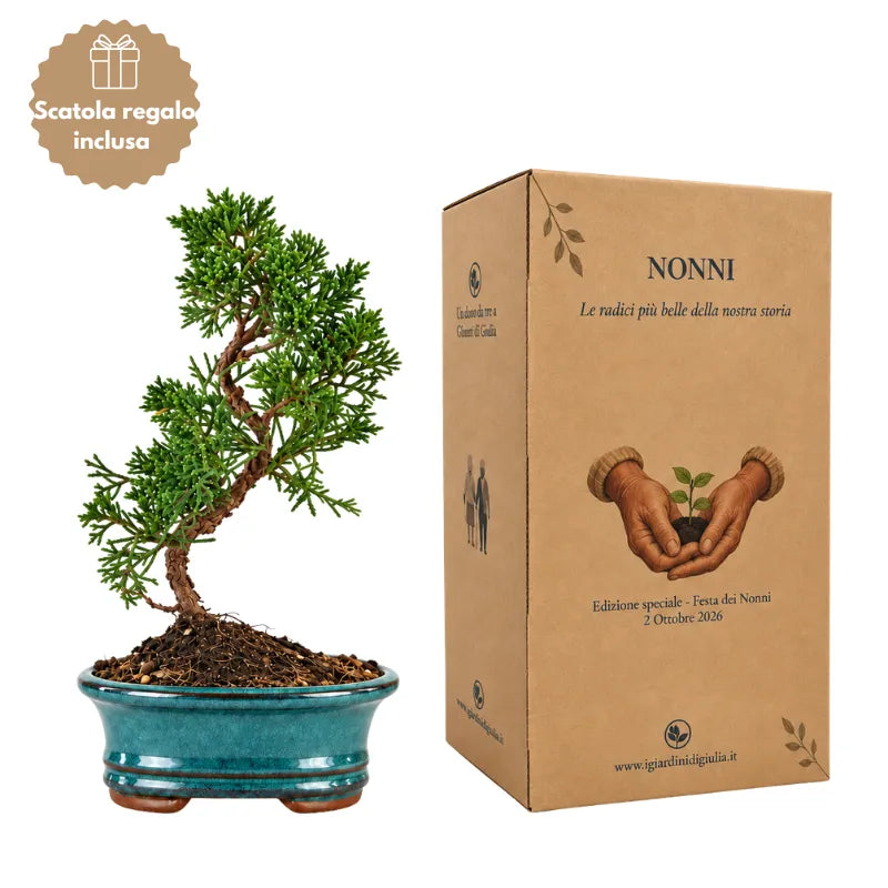 Bonsai Juniperus Chinensis Kyushu di 7 anni in vaso turchese con scatola regalo Festa dei Nonni inclusa