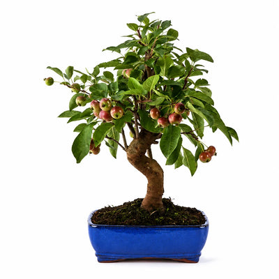 Bonsai Malus - Melo Selvatico 12 Anni