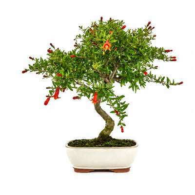 Bonsai Punica Granatum Nana Pomegranate 9 Years Old - Premium Collection