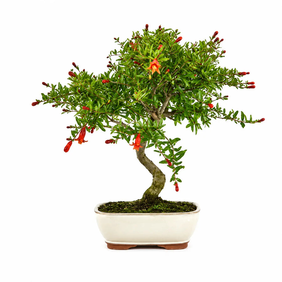 Bonsai Melograno compatto con piccoli fiori rossi e foglie verdi in vaso bonsai bianco su sfondo chiaro neutro.