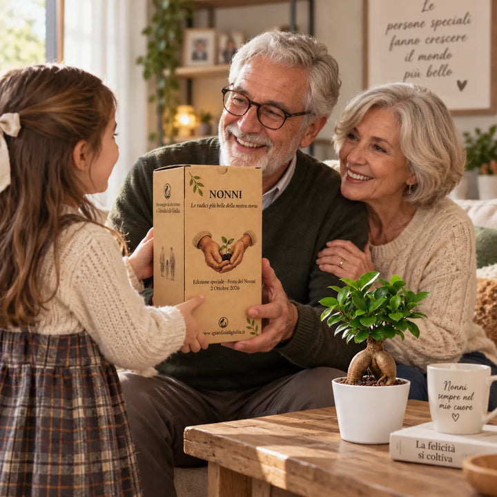 Bambina regala ai nonni un Bonsai Mini Ficus Ginseng in vaso di ceramica con scatola regalo edizione Festa dei Nonni