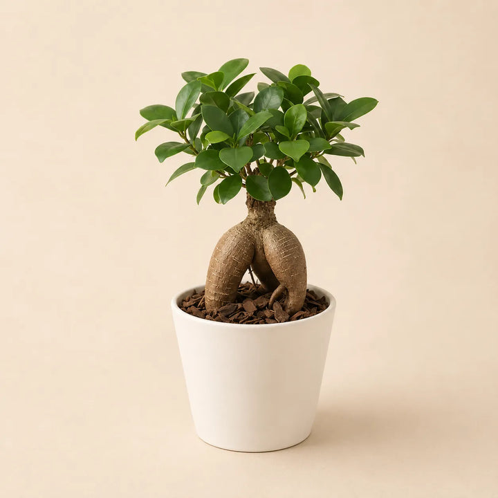 Bonsai Ficus Ginseng Mini in vaso ceramica, altezza 25 cm, radici aeree scultoree — vivaio I Giardini di Giulia