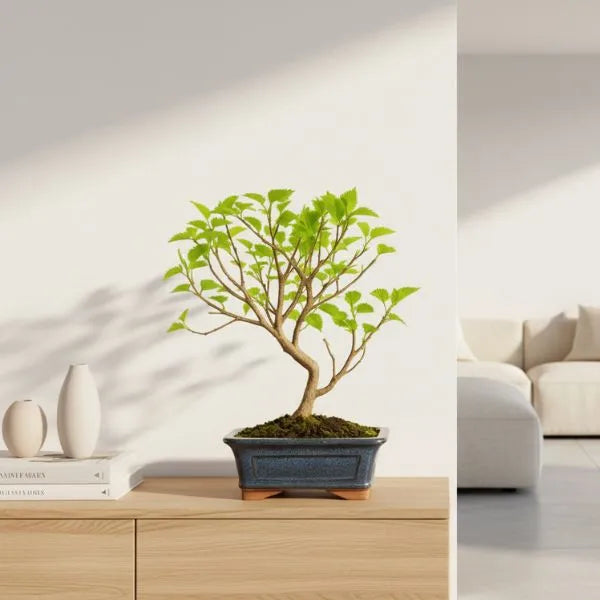 Bonsai Morus 7 anni Premium - Gelso in vaso blu posizionato in un ambiente luminoso