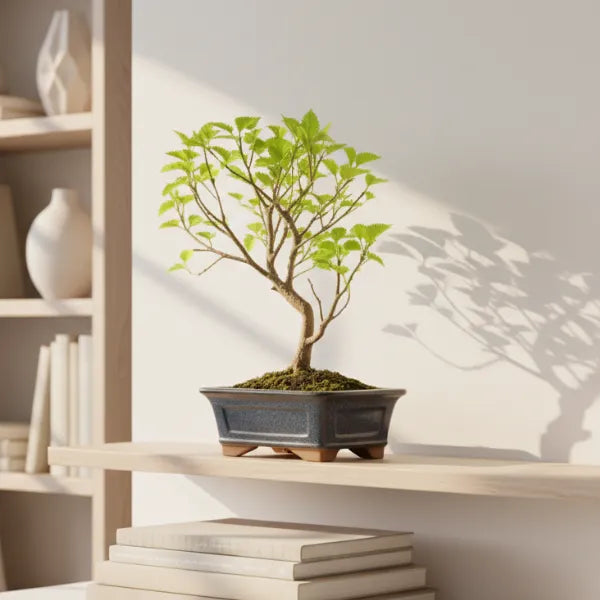 Bonsai Morus 7 anni Premium - Dettaglio foglie verdi seghettate del gelso su mensola moderna
