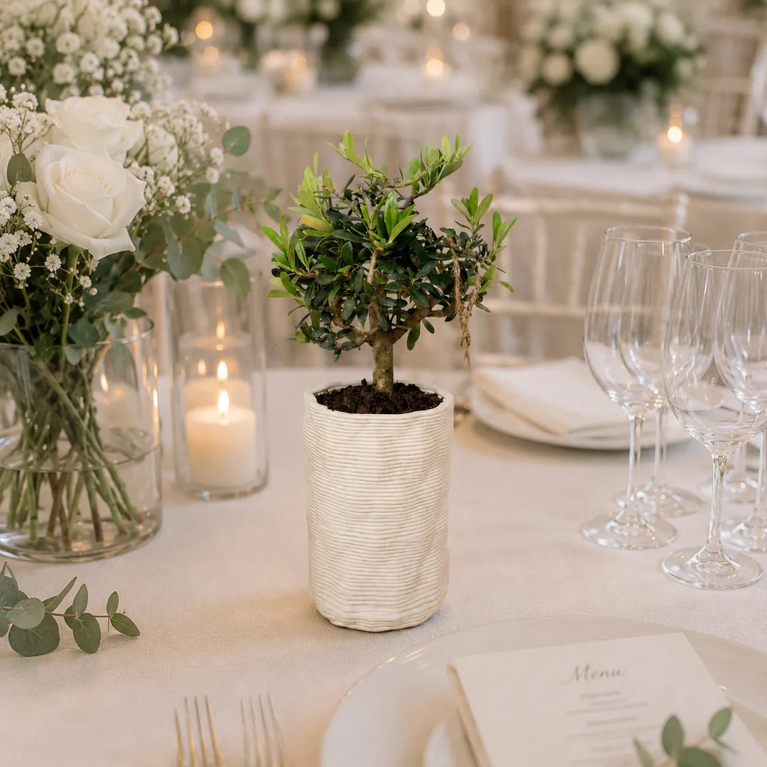 Bonsai olivo Andromeda in vaso bianco posizionato su tavola elegante per matrimonio con candele, bicchieri e composizioni floreali bianche.