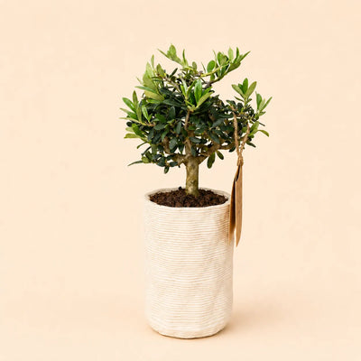 Bonsai-Olivenbaum Andromeda