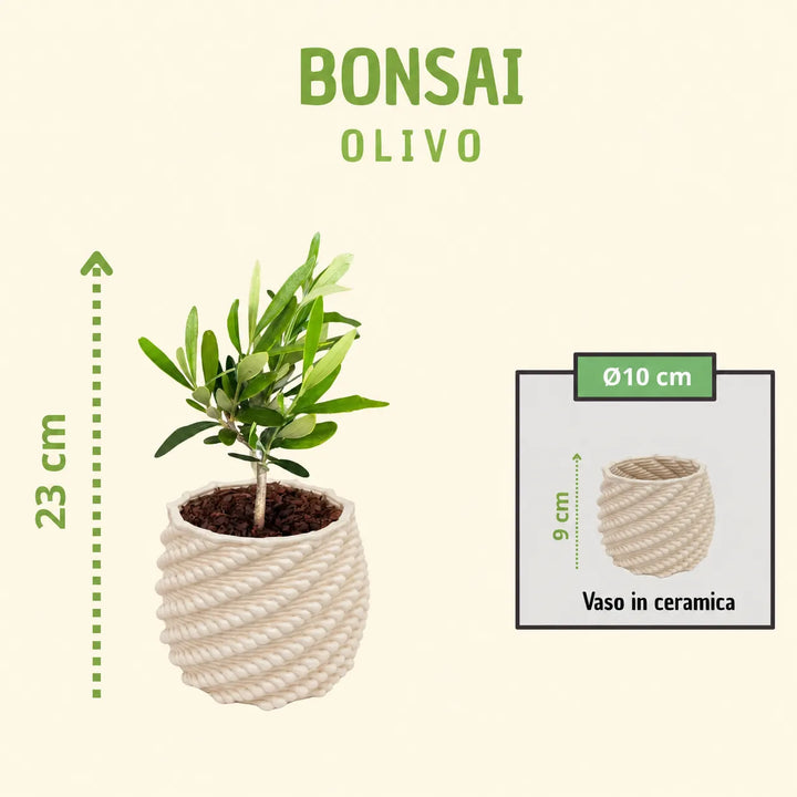 Bonsai Olivo in vaso artigianale Carina, altezza totale 23 cm con vaso in ceramica diametro 10 cm e altezza 9 cm