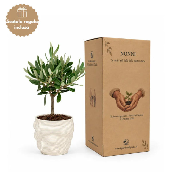 Oliven-Bonsai im Alba-Topf aus hochwertigem Ton, Ø 10, H. 21 cm