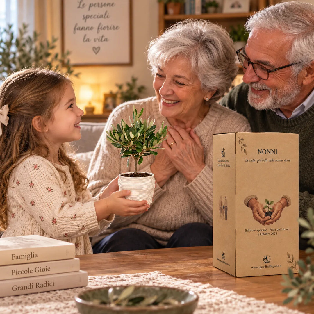 Bambina che regala ai nonni un Bonsai Olivo H.21 cm in vaso Alba con scatola regalo dedicata alla Festa dei Nonni