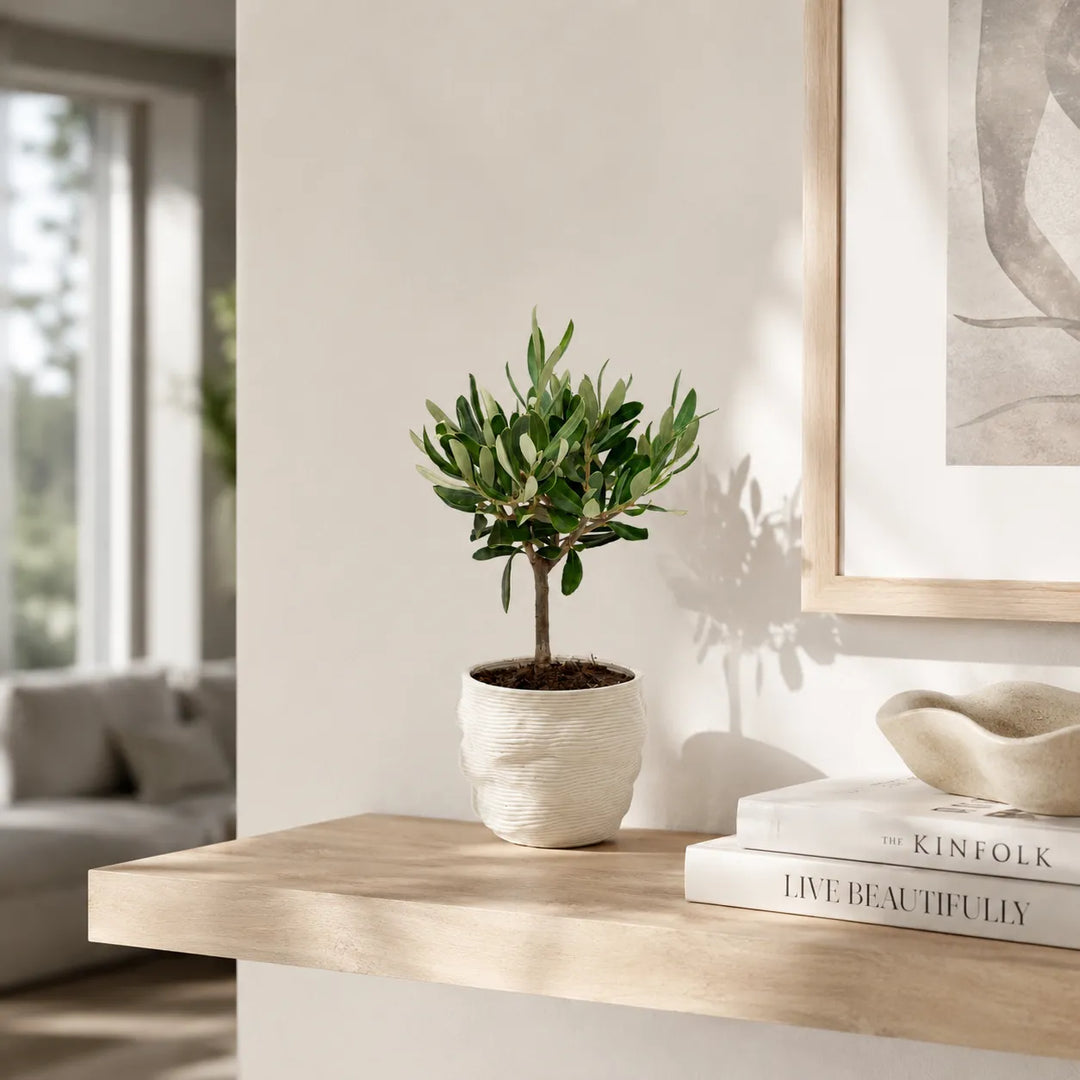Bonsai di olivo in vaso artigianale Alba bianco, ambientato su una mensola in legno in un interno elegante e luminoso