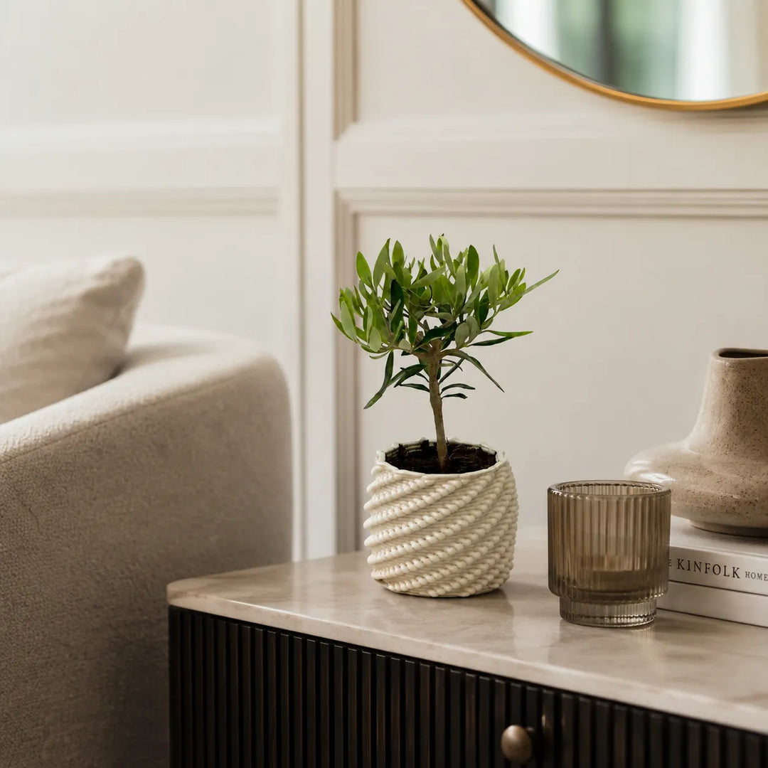 Bonsai di olivo in vaso Carina di ceramica bianca, posizionato su un mobile in un soggiorno moderno dai toni neutri