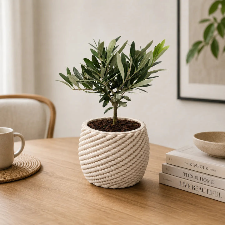 Piccolo bonsai di olivo in vaso decorativo Carina utilizzato come complemento d’arredo su tavolo in legno con dettagli dallo stile nordico.