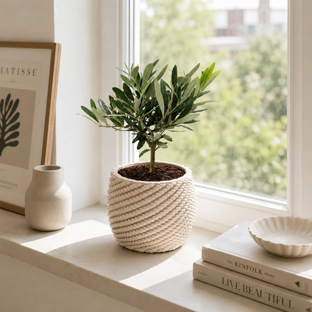 Bonsai di olivo in vaso di ceramica artigianale Carina esposto su davanzale luminoso vicino a una finestra, ideale per arredare ambienti interni.
