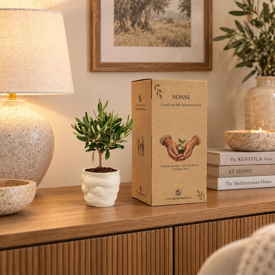 Bonsai Olivo in vaso Alba bianco in argilla pregiata esposto su mobile con scatola regalo per i nonni