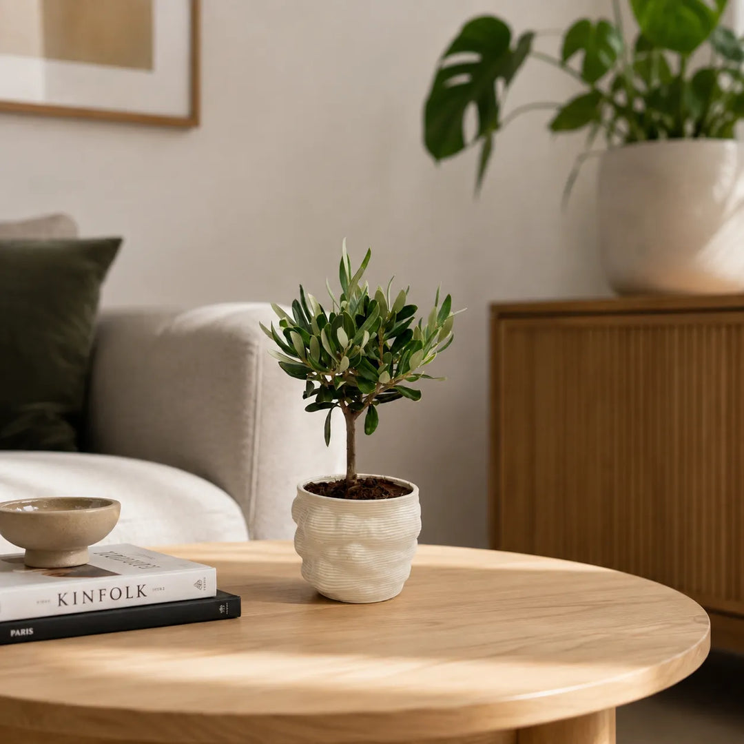 Bonsai di olivo in vaso artigianale Alba bianco, posizionato su un tavolino in legno in un soggiorno moderno