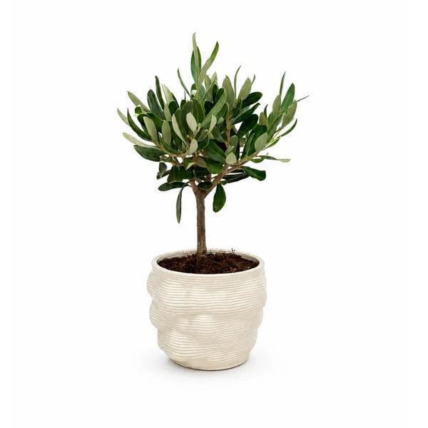 Bonsaï olivier en pot Alba en argile fine, D. 10 H. 21 cm