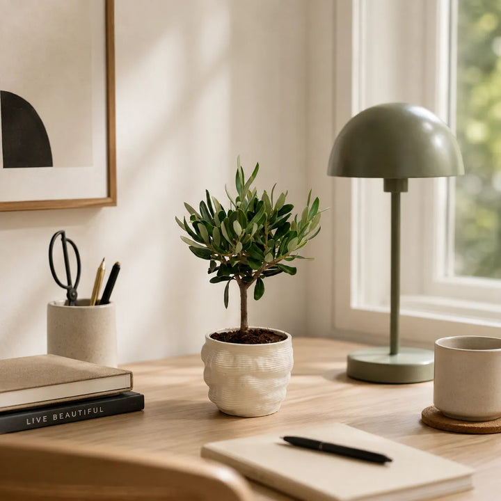Bonsai di olivo in vaso artigianale Alba bianco, ambientato su una scrivania in legno in un interno moderno e luminoso