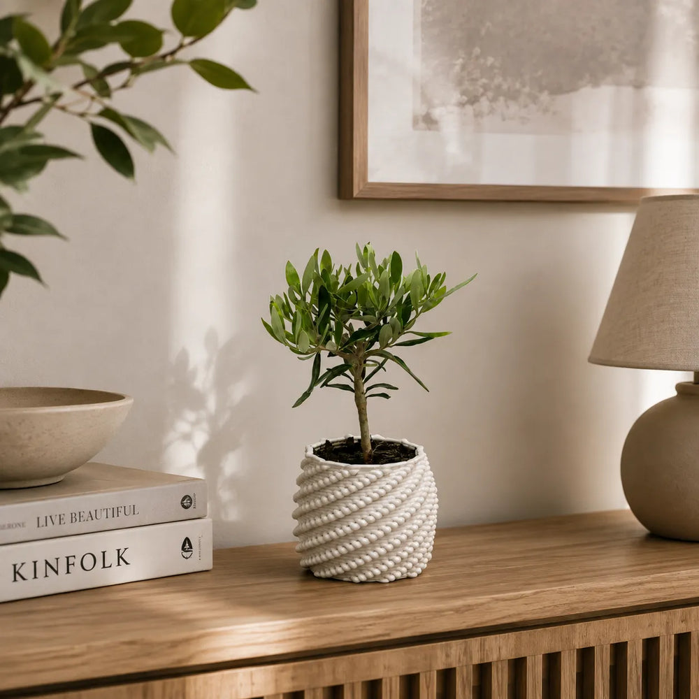 Bonsai di olivo in vaso di ceramica Carina bianco con superficie decorata, ambientato su un mobile in legno in un interno luminoso