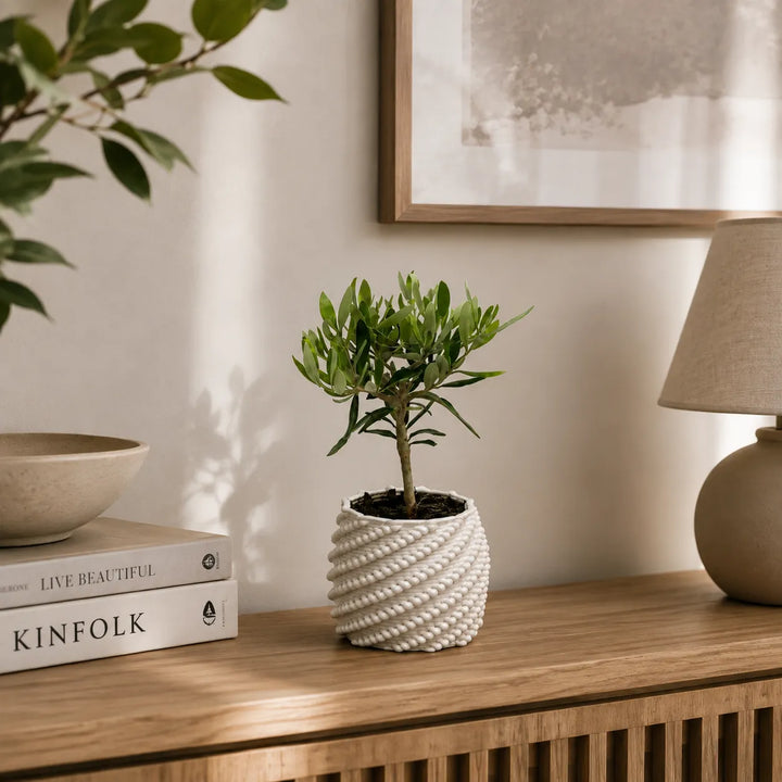 Bonsai di olivo in vaso di ceramica Carina bianco con superficie decorata, ambientato su un mobile in legno in un interno luminoso