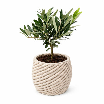 Bonsai olivo in vaso di ceramica Carina D.14 cm
