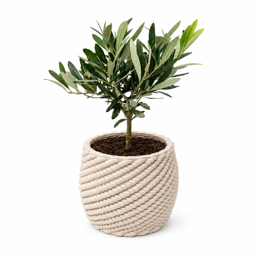 Bonsai di olivo con foglie verde argento coltivato in vaso di ceramica artigianale Carina color avorio, fotografato su sfondo neutro per ecommerce.