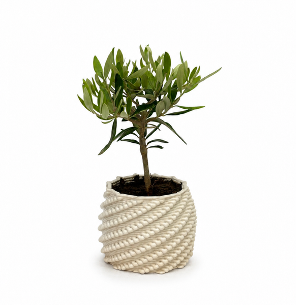 Olivier bonsaï en pot céramique Carina D. 10 cm H. 23 cm