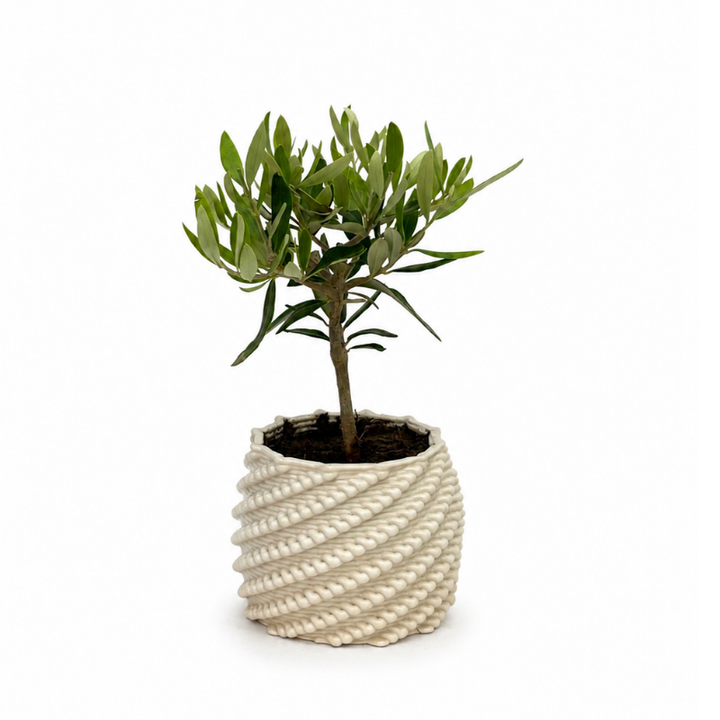 Bonsai di olivo con chioma verde in vaso di ceramica Carina bianco dalla particolare lavorazione in rilievo, su sfondo bianco
