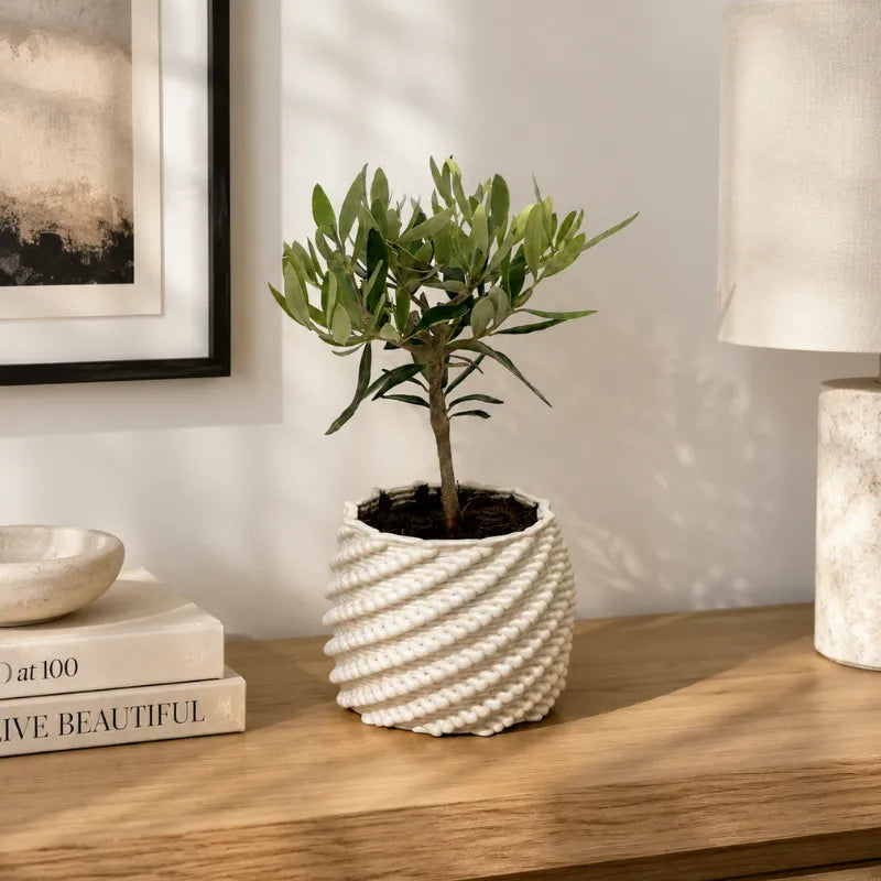 Bonsai di olivo in vaso di ceramica Carina bianco, ambientato su una madia in legno in un interno moderno e luminoso