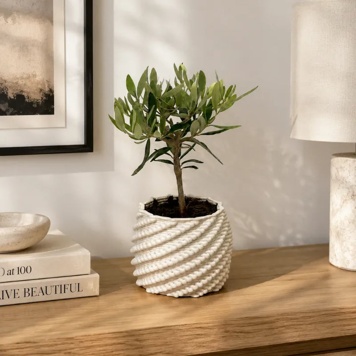 Bonsai di olivo in vaso di ceramica Carina bianco, ambientato su una madia in legno in un interno moderno e luminoso