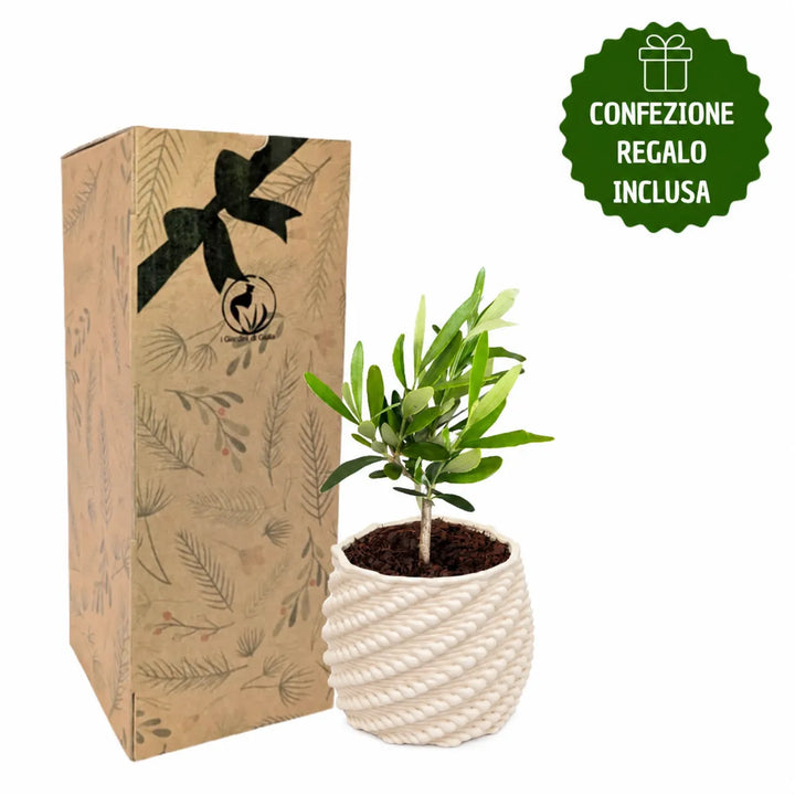 Bonsai Olivo in vaso di ceramica artigianale Carina con confezione regalo inclusa, idea regalo green originale