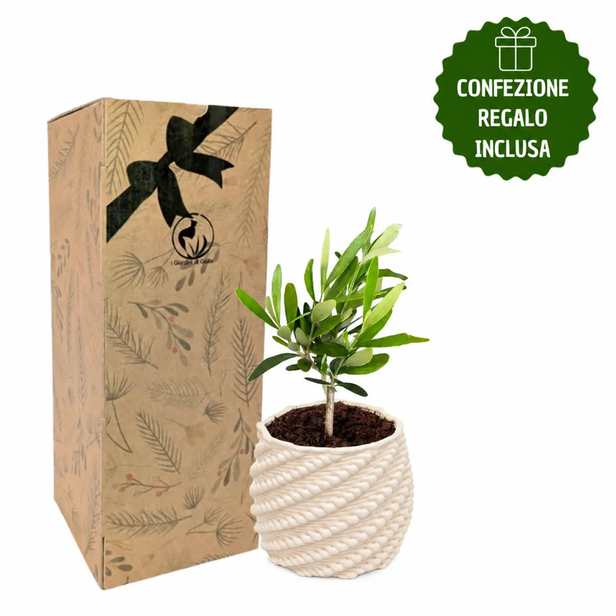 Bonsai Olivo in vaso di ceramica artigianale Carina con confezione regalo inclusa, idea regalo green originale