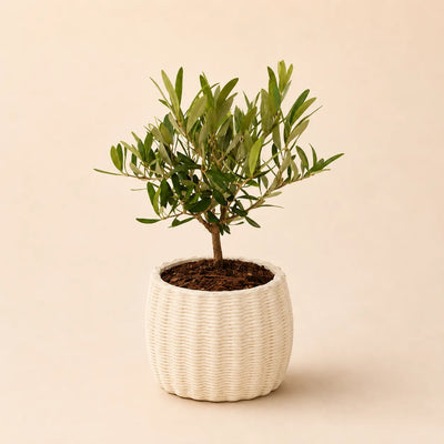 Oliven-Bonsai in handgefertigtem Keramiktopf Dioniso D.13